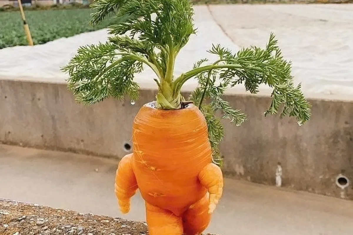 Extra Carrot