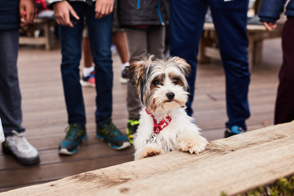 Small dog with its paws up on a bench among the spectators