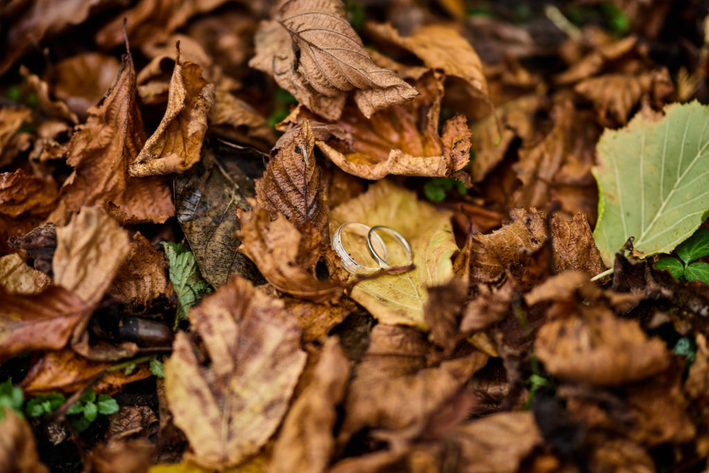 Fallen autumn leaves on the ground