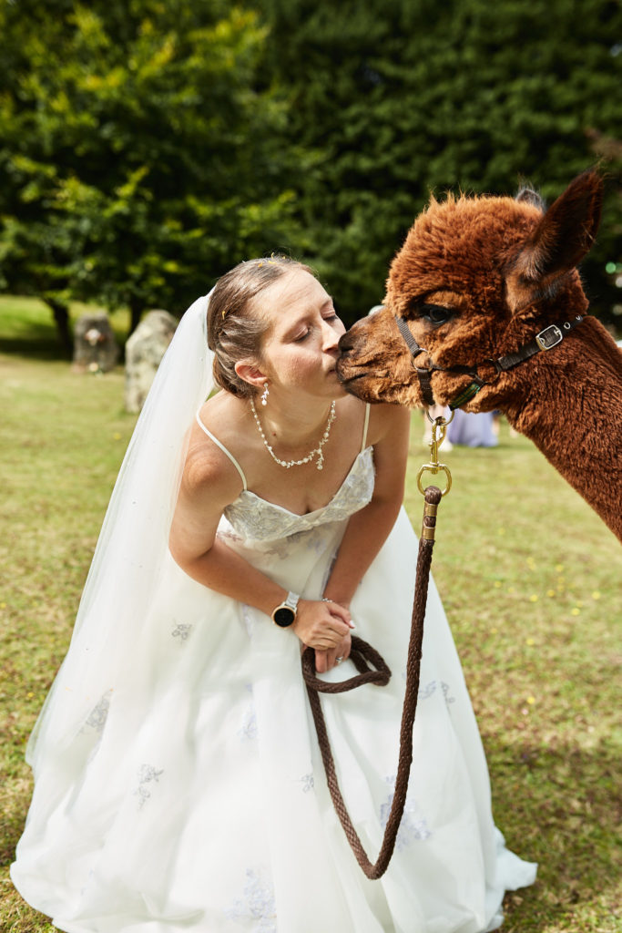 Bride kissing an alpaca on the nose
