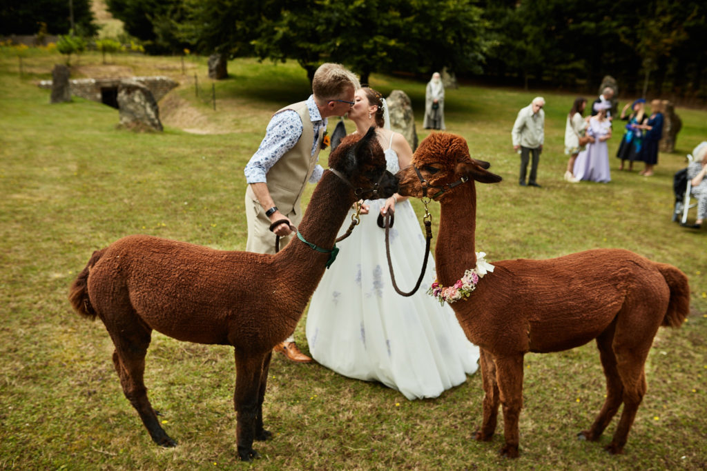 Bride and groom with two alpacas on the lawn at the Lost Village of Dode