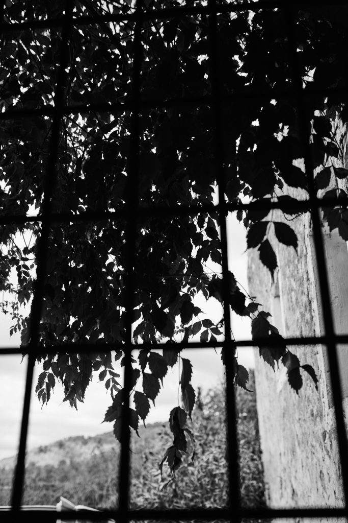 Black and white photo of leaves silhouetted against a window overlooking the hills