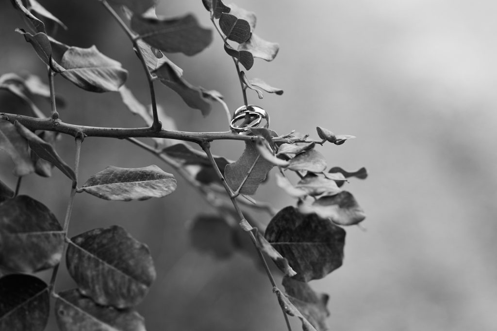 Black and white close-up of wedding rings hanging among leaves on a branch